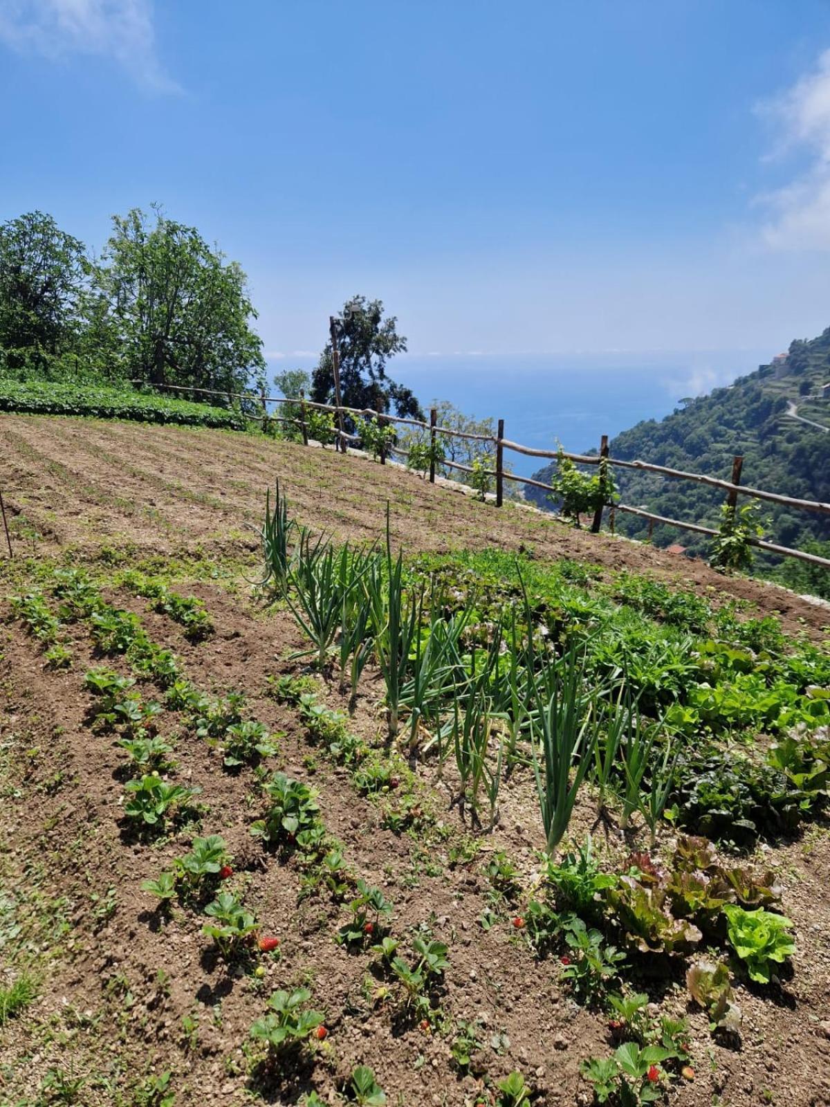 Agriturismo Orrido Di Pino Villa Agerola Exterior foto